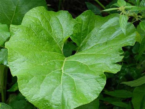 Burdock leaf for pain relief compress for osteochondrosis of the back
